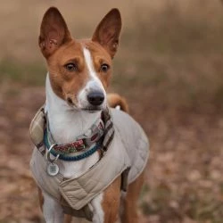 Euro Joe Spotted! Pro Dog And Cat Small -Euro Joe shop 259447 scaled