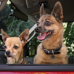 Euro Joe Spotted! Pro Dog And Cat Small -Euro Joe shop 259448