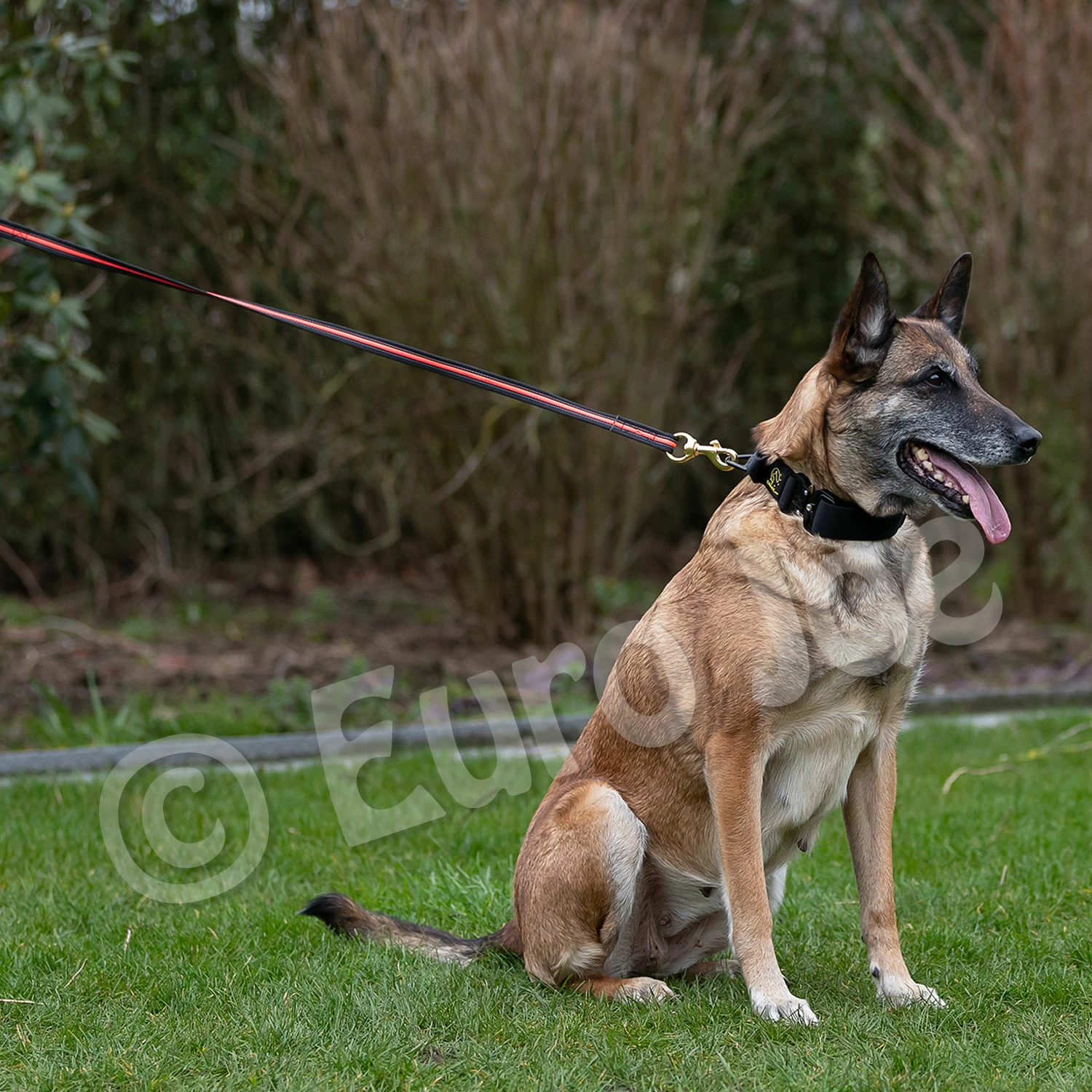 Euro Joe Black-Neon Leash Without Handle 4 Euro Joe Black-Neon Leash Without Handle - Image 4