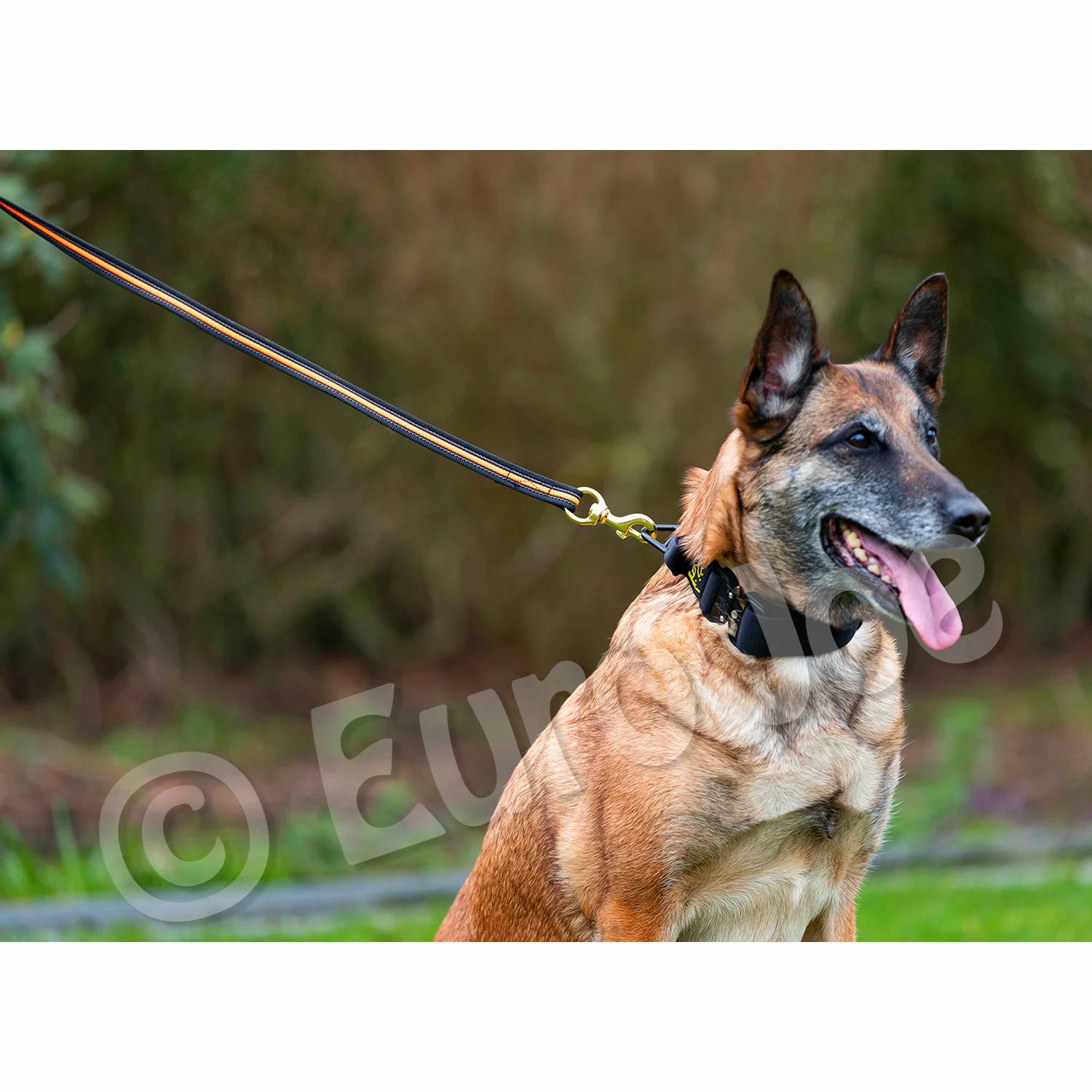 Euro Joe Black-Neon Leash Without Handle 8 Euro Joe Black-Neon Leash Without Handle - Image 8