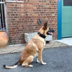 Euro Joe E-protect Collar -Euro Joe shop Eprotect4