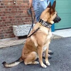 Euro Joe E-protect Collar -Euro Joe shop Eprotect5 1