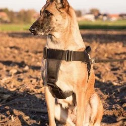 Euro Joe Nylon Harness 'Hercules'