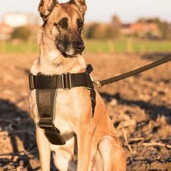 Euro Joe Nylon Harness 'Hercules' -Euro Joe shop Hercules Harnas 03