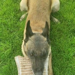 Euro Joe Bite Cushion "Quick Play" Jute 7 Euro Joe Bite Cushion "Quick Play" Jute -Euro Joe shop Quick play 4