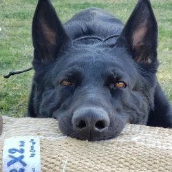 Euro Joe Bitesleeve "RX2" -Euro Joe shop RX2