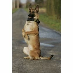 Euro Joe Scarf "Camo" 9 Euro Joe Scarf "Camo" -Euro Joe shop afdek20halsband2005