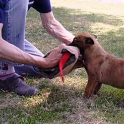 Euro Joe Puppy Sleeve N°1 -Euro Joe shop bijtpup201