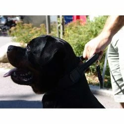 Euro Joe Wide Collar 50 Mm With Handle -Euro Joe shop bredehalsbandHV02