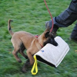 Euro Joe Puppy Sleeve N°1 -Euro Joe shop fashion20en20jerry