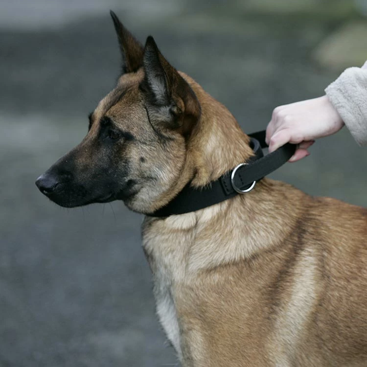 Euro Joe Collar "Grando" 3 Euro Joe Collar "Grando" - Image 3