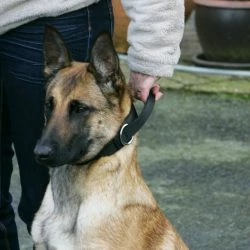 Euro Joe Collar "Grando" 8 Euro Joe Collar "Grando" -Euro Joe shop halsbandnylonHV08