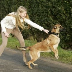 Euro Joe Collar "Grando" 9 Euro Joe Collar "Grando" -Euro Joe shop halsbandnylonHV09