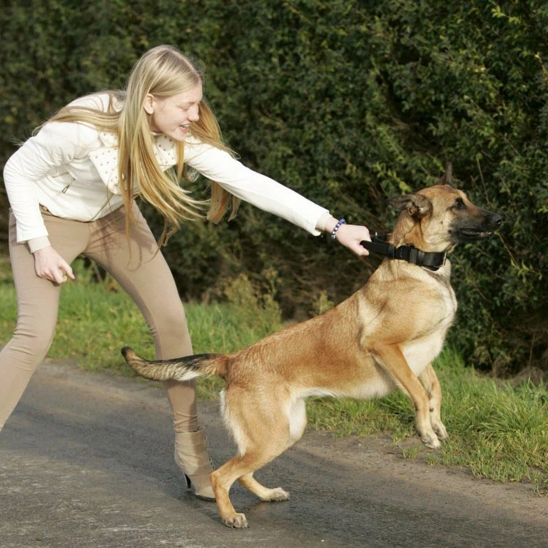 Euro Joe Collar "Grando" 5 Euro Joe Collar "Grando" - Image 5