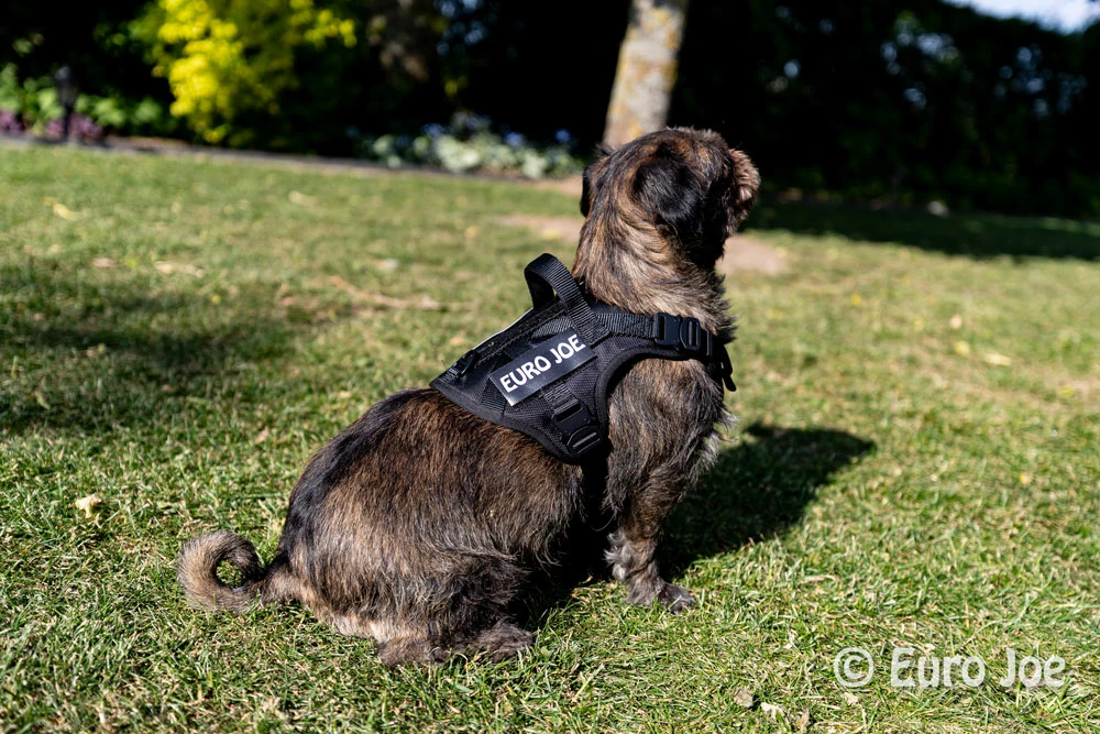 Euro Joe Nylon Harness 'Tactical' Black 26 Euro Joe Nylon Harness 'Tactical' Black - Image 26