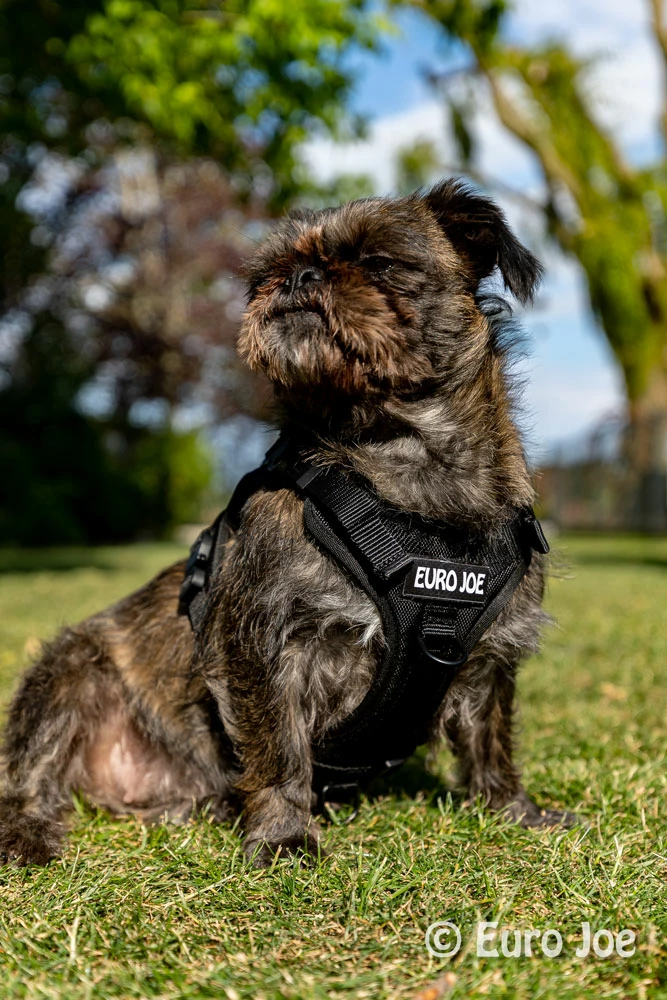 Euro Joe Nylon Harness 'Tactical' Pink 29 Euro Joe Nylon Harness 'Tactical' Pink - Image 29