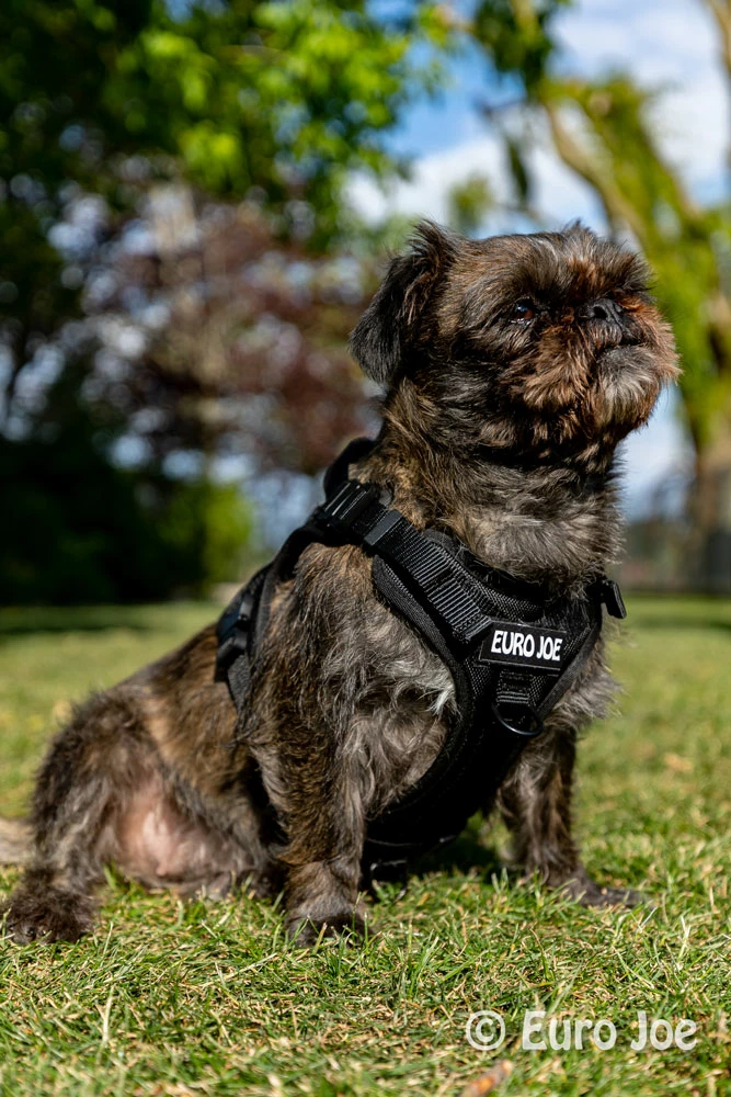 Euro Joe Nylon Harness 'Tactical' Neon Yellow 27 Euro Joe Nylon Harness 'Tactical' Neon Yellow - Image 27