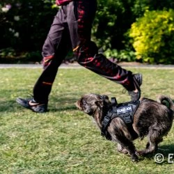 Euro Joe Nylon Harness 'Tactical' Pink 60 Euro Joe Nylon Harness 'Tactical' Pink -Euro Joe shop loesje harnas 5 5