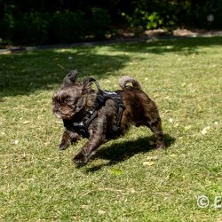 Euro Joe Nylon Harness 'Tactical' Neon Green 61 Euro Joe Nylon Harness 'Tactical' Neon Green -Euro Joe shop loesje harnas 6 1