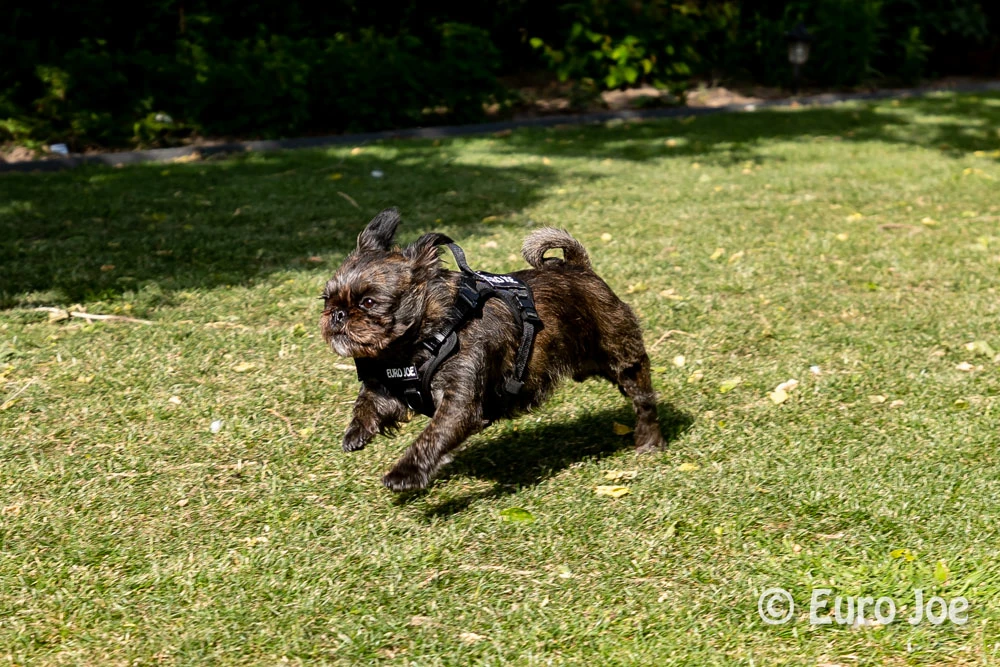 Euro Joe Nylon Harness 'Tactical' Orange 31 Euro Joe Nylon Harness 'Tactical' Orange - Image 31