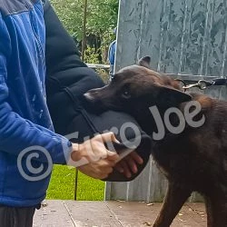 Euro Joe Sleeve N°6 For "crocodiles" -Euro Joe shop mouw nylcot nr6 05