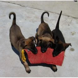 Euro Joe Puppy Sleeve N°1 -Euro Joe shop mouwnr1stof03