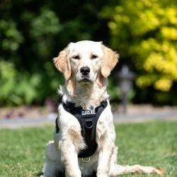 Euro Joe Nylon Harness 'Tactical' Pink 35 Euro Joe Nylon Harness 'Tactical' Pink -Euro Joe shop tactical harness 1 5