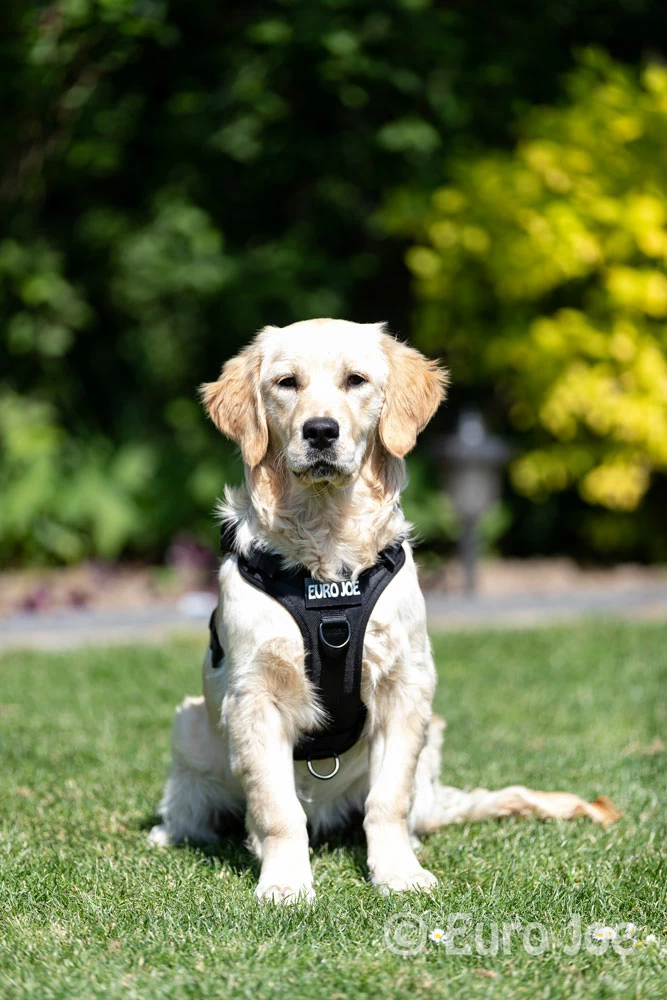 Euro Joe Nylon Harness 'Tactical' Black 5 Euro Joe Nylon Harness 'Tactical' Black - Image 5