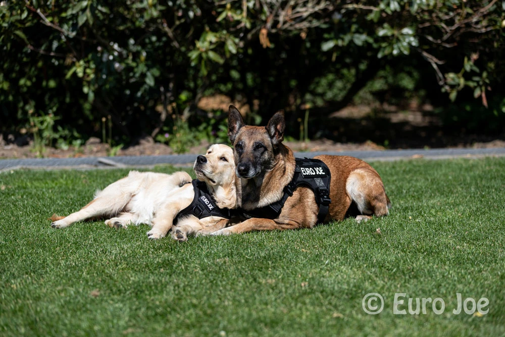 Euro Joe Nylon Harness 'Tactical' Neon Green 23 Euro Joe Nylon Harness 'Tactical' Neon Green - Image 23