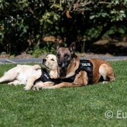 Euro Joe Nylon Harness 'Tactical' Taupe -Euro Joe shop tactical harness 10 4