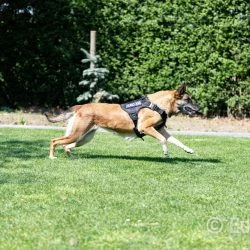 Euro Joe Nylon Harness 'Tactical' Red -Euro Joe shop tactical harness 12 2