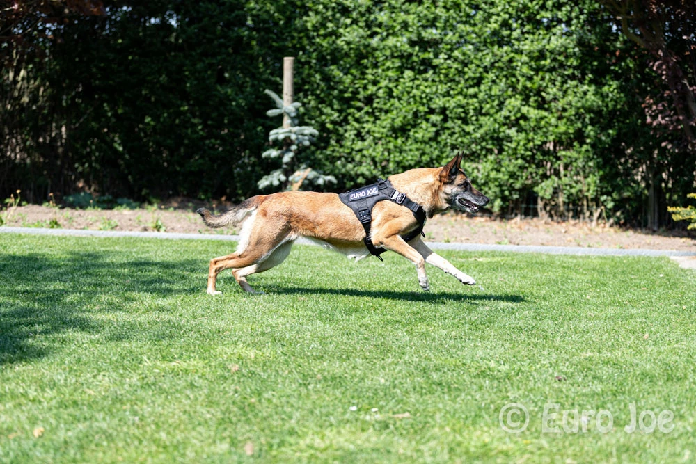 Euro Joe Nylon Harness 'Tactical' Black 6 Euro Joe Nylon Harness 'Tactical' Black - Image 6