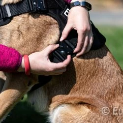 Euro Joe Nylon Harness 'Tactical' Khaki Green -Euro Joe shop tactical harness 15 3