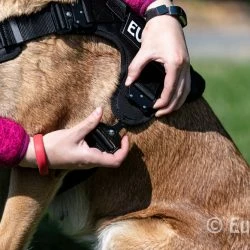 Euro Joe Nylon Harness 'Tactical' Taupe -Euro Joe shop tactical harness 16 4