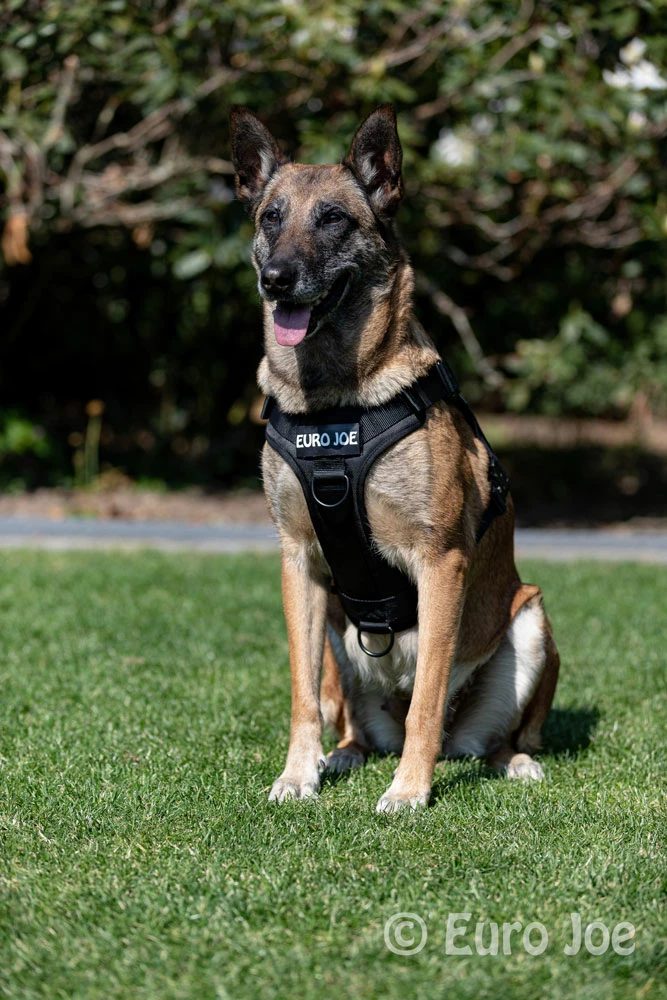 Euro Joe Nylon Harness 'Tactical' Black 4 Euro Joe Nylon Harness 'Tactical' Black - Image 4