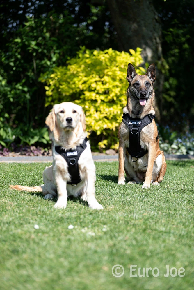 Euro Joe Nylon Harness 'Tactical' Pink 14 Euro Joe Nylon Harness 'Tactical' Pink - Image 14