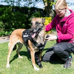 Euro Joe Nylon Harness 'Tactical' Red -Euro Joe shop tactical harness 23 2