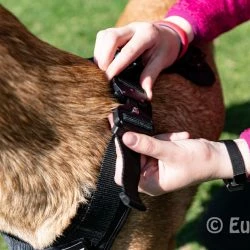 Euro Joe Nylon Harness 'Tactical' Orange 41 Euro Joe Nylon Harness 'Tactical' Orange -Euro Joe shop tactical harness 24 6