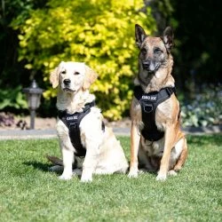 Euro Joe Nylon Harness 'Tactical' Neon Yellow 33 Euro Joe Nylon Harness 'Tactical' Neon Yellow -Euro Joe shop tactical harness 3