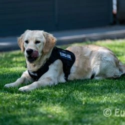 Euro Joe Nylon Harness 'Tactical' Orange 50 Euro Joe Nylon Harness 'Tactical' Orange -Euro Joe shop tactical harness 6 6