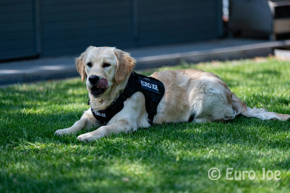 Euro Joe Nylon Harness 'Tactical' Black 20 Euro Joe Nylon Harness 'Tactical' Black - Image 20