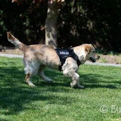 Euro Joe Nylon Harness 'Tactical' Neon Green 51 Euro Joe Nylon Harness 'Tactical' Neon Green -Euro Joe shop tactical harness 7 1