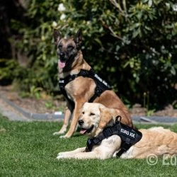 Euro Joe Nylon Harness 'Tactical' Pink 49 Euro Joe Nylon Harness 'Tactical' Pink -Euro Joe shop tactical harness 9 5