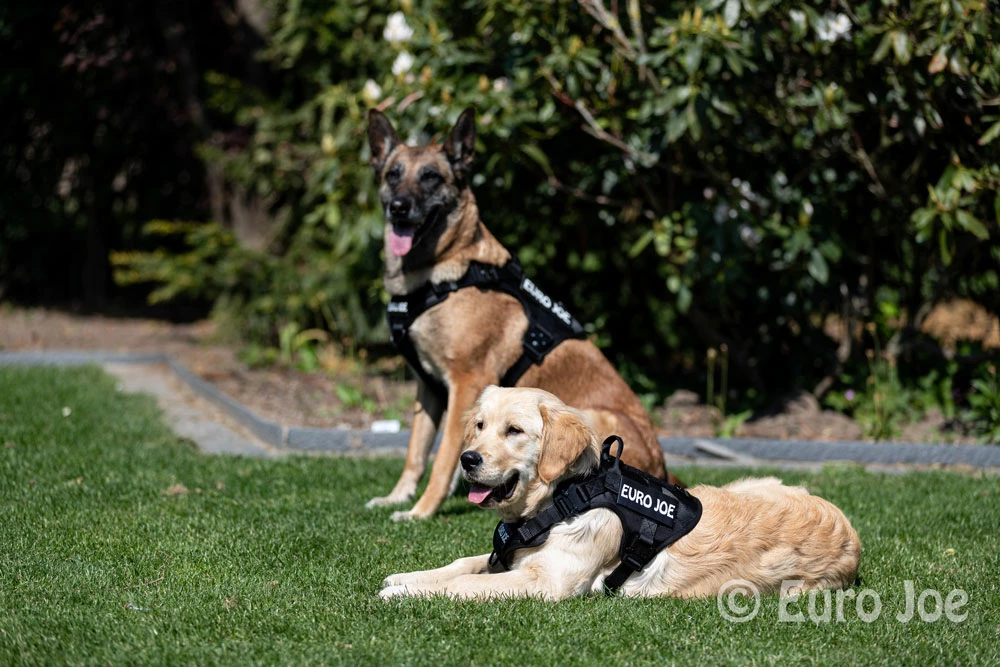 Euro Joe Nylon Harness 'Tactical' Black 19 Euro Joe Nylon Harness 'Tactical' Black - Image 19